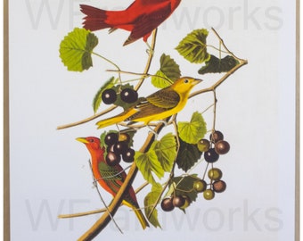 Summer Red Birds, Fine art prints, Sizes 13x19, 11x17, 8x10, 5x7