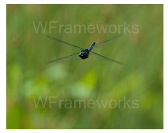 Dragon Fly on Approach II,  8X10, Print, Photo of wild life, Medford NJ, NJ, bird watching, wildlife photography