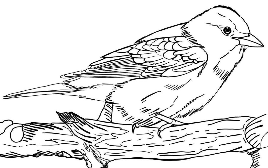 Coloring Pages: Western Tanager Downloadable Educational - Etsy