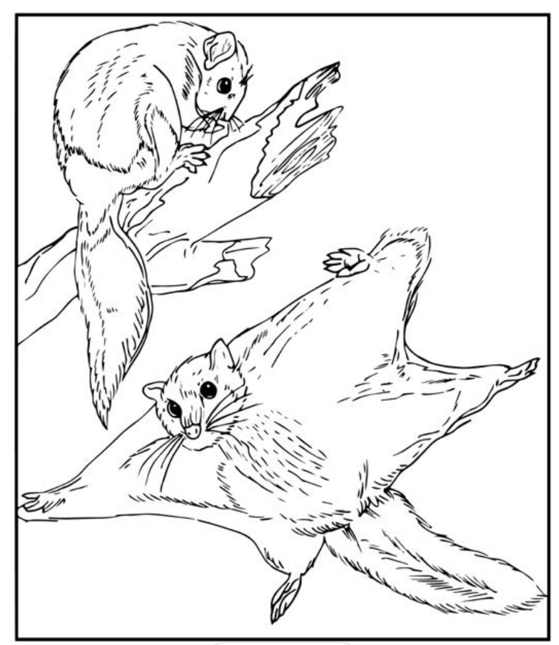 Flying Squirrel Coloring Pages