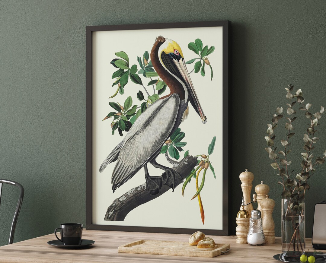 Brown Pelican Print | John James Audubon Illustration | Blue Heron ...