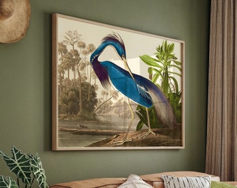 Louisiana Heron Print | John James Audubon  illustration | Blue Heron Poster | Birds of America | Optional Framing and Sizes