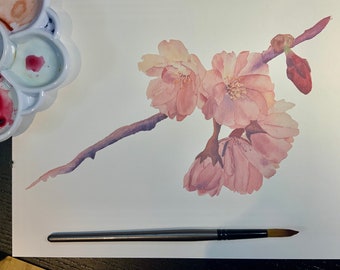 Pink Cherry Blossom flowers and buds on a branch; watercolour print