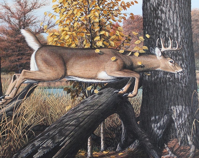 Wildlife Painting - "Beans Eddy Buck" (Poster)