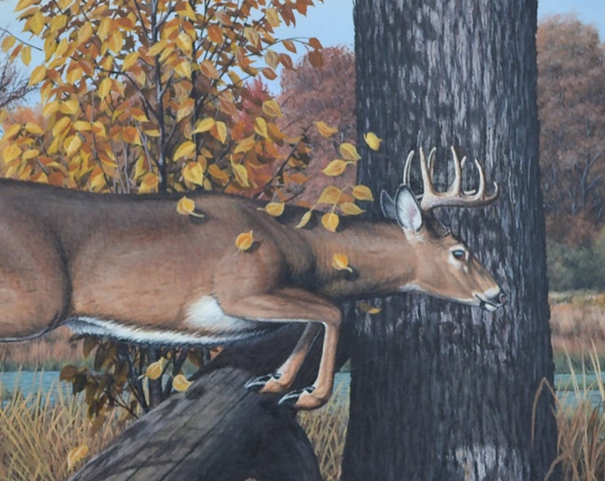 Wildlife Painting - "Beans Eddy Buck" (Poster)