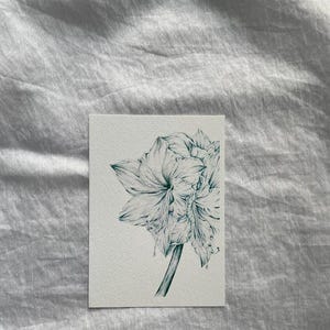 Blue Amaryllis botanical art print. Floral art. Watercolor. Vintage
