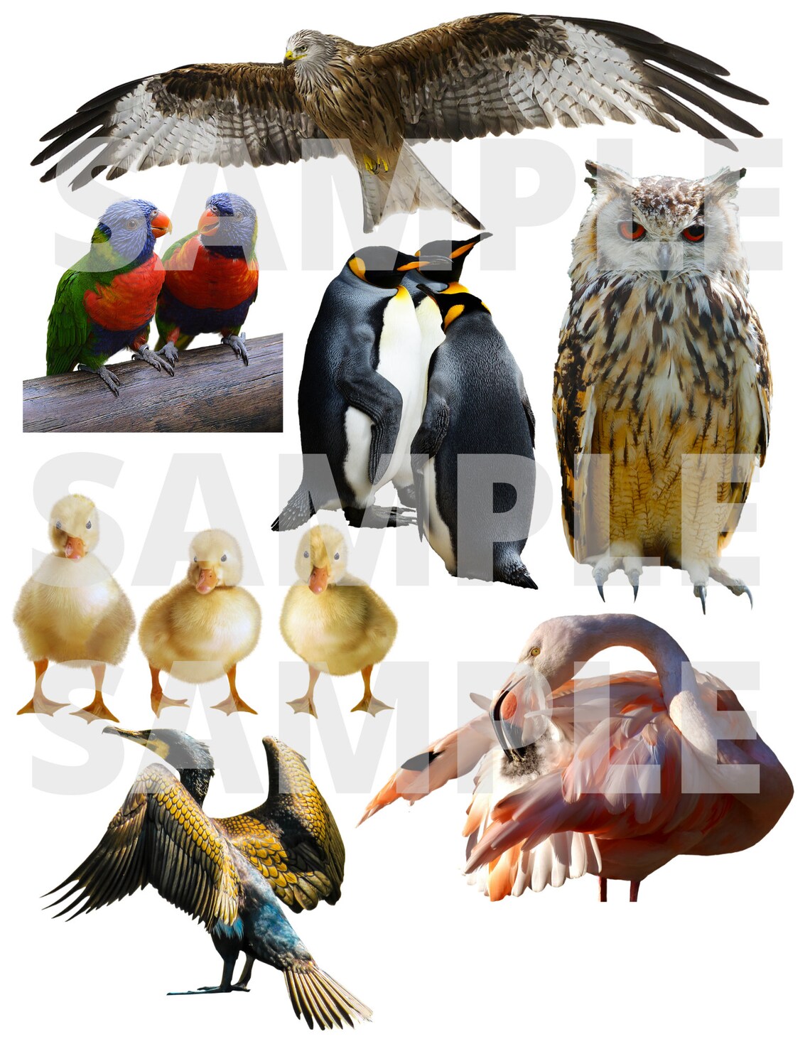 Beautiful Birds Digital Scrapbook Paper Collage Sheet Etsy