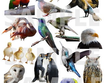 Beautiful Birds Digital Scrapbook Paper - Collage Sheet - Instant Download