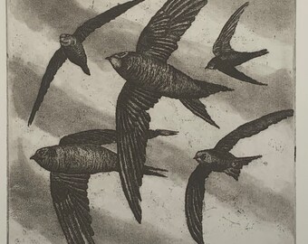 Common Swifts limited edition etching