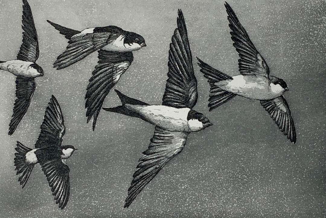 House Martins In Flight Limited Edition Etching Etsy UK House Martins In Flight Limited Edition Etching Etsy UK