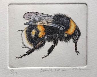 Bumble Bee hand coloured limited edition etching.