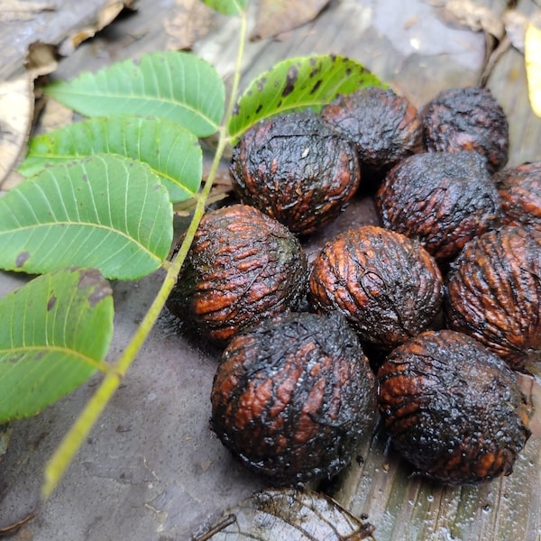 Eastern Black Walnuts - 100% Organic PACK OF 15 Wild-Foraged at our OHIO Home, Pesticide-Free, Juglans Nigra, Ready for Planting or Eating