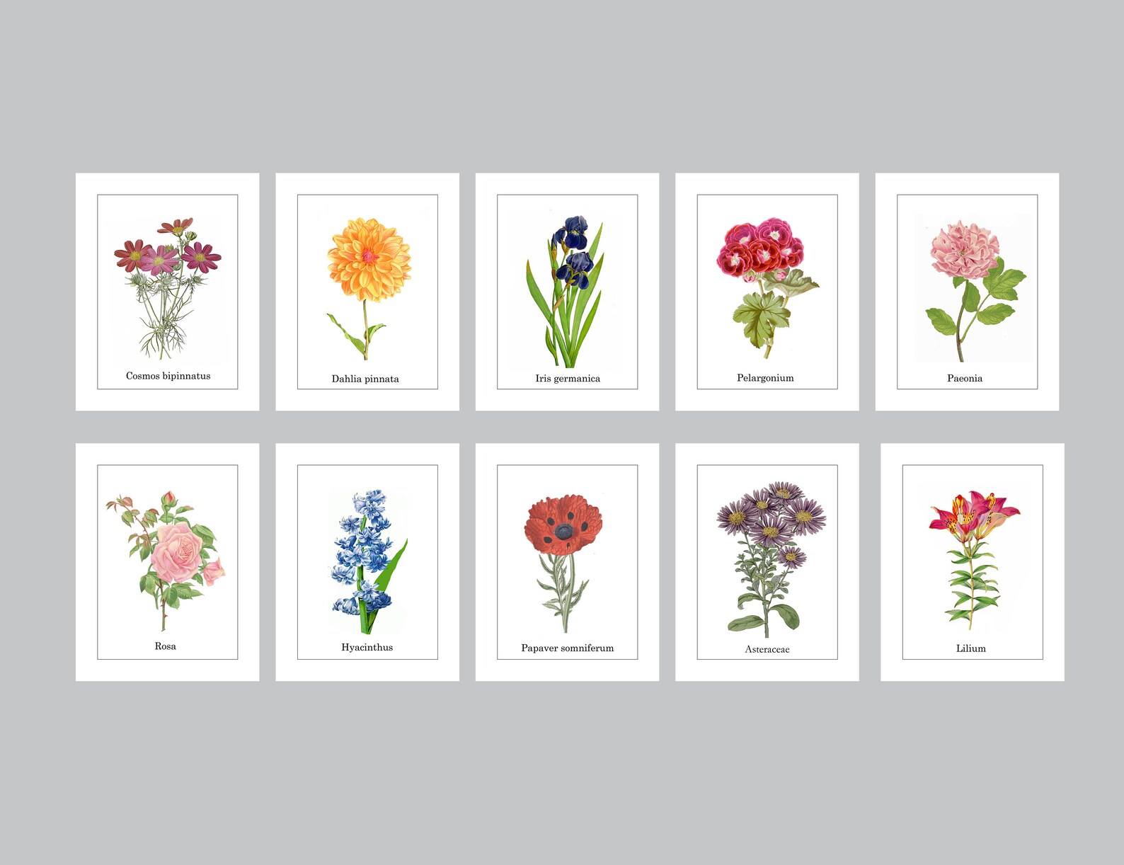 Flower Note Cards Flower Stationery Botanical Note cards Etsy