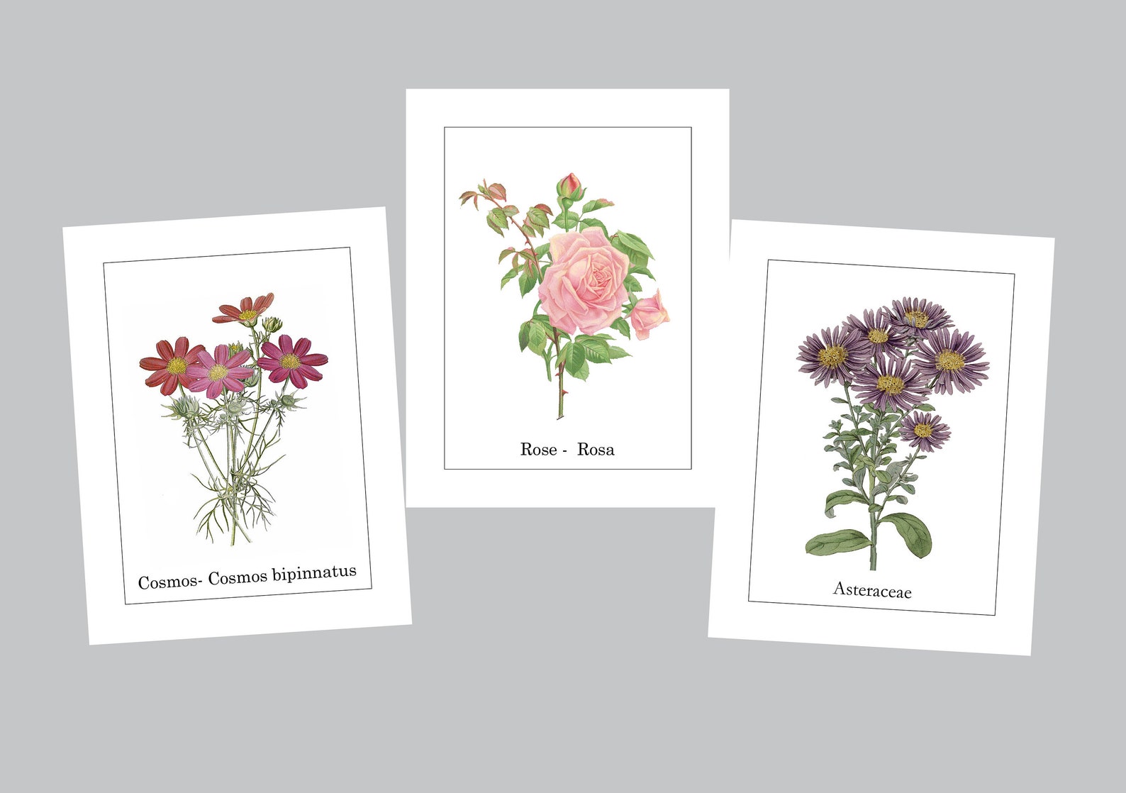 Flower Note Cards Flower Stationery Botanical Note cards Etsy
