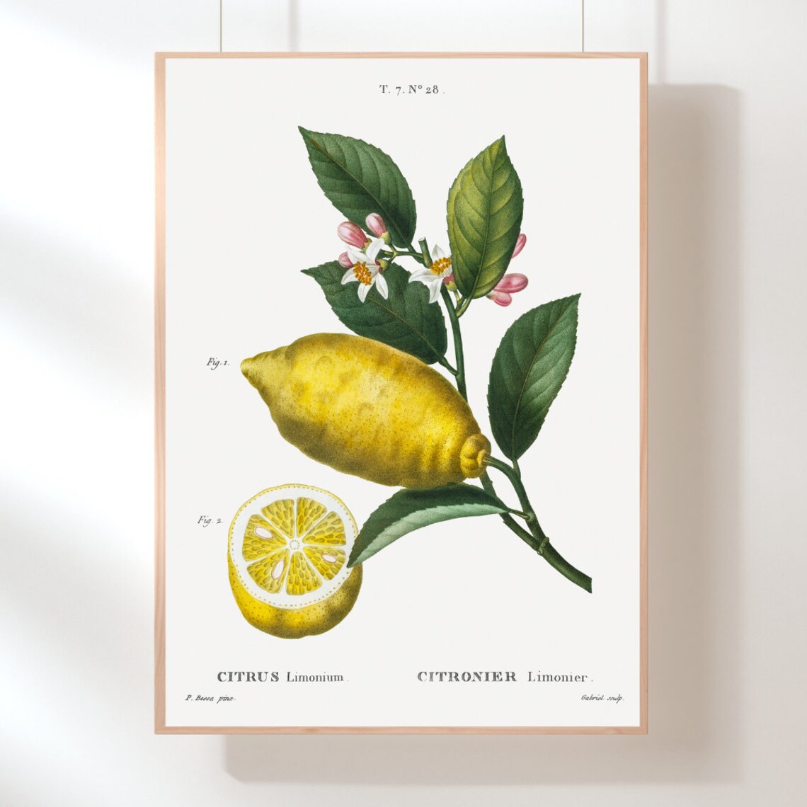 Lemon Prints Set 3 Piece Botanical Print Fruits Print Lemon | Etsy
