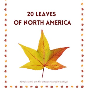 May include: A printable educational resource featuring 20 leaves of North America. The image shows a single yellow, red, and orange leaf with a white background and a border of small red, orange, and yellow leaves.