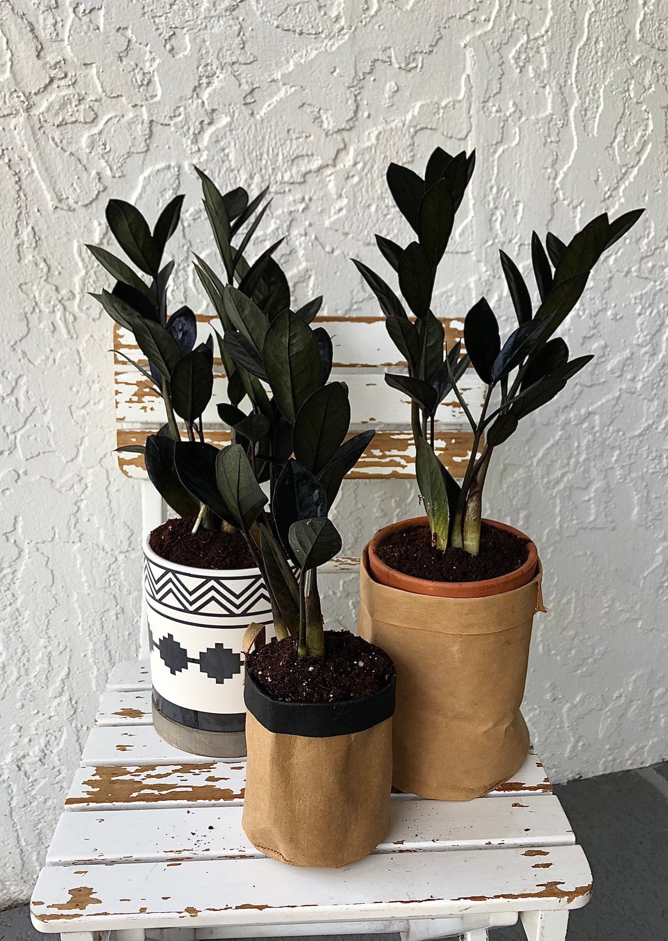 Fresh Black Raven ZZ Zamioculas Zamiifolia Live Houseplant - Etsy