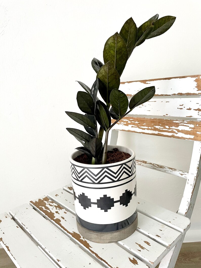 Fresh Black Raven ZZ Zamioculas Zamiifolia Live Houseplant