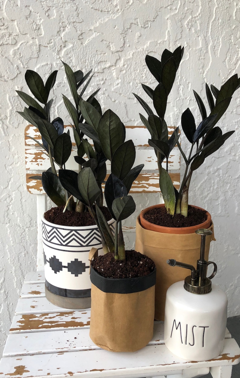 Black Raven ZZ Plant Zamioculcas Zamiifolia LIVE