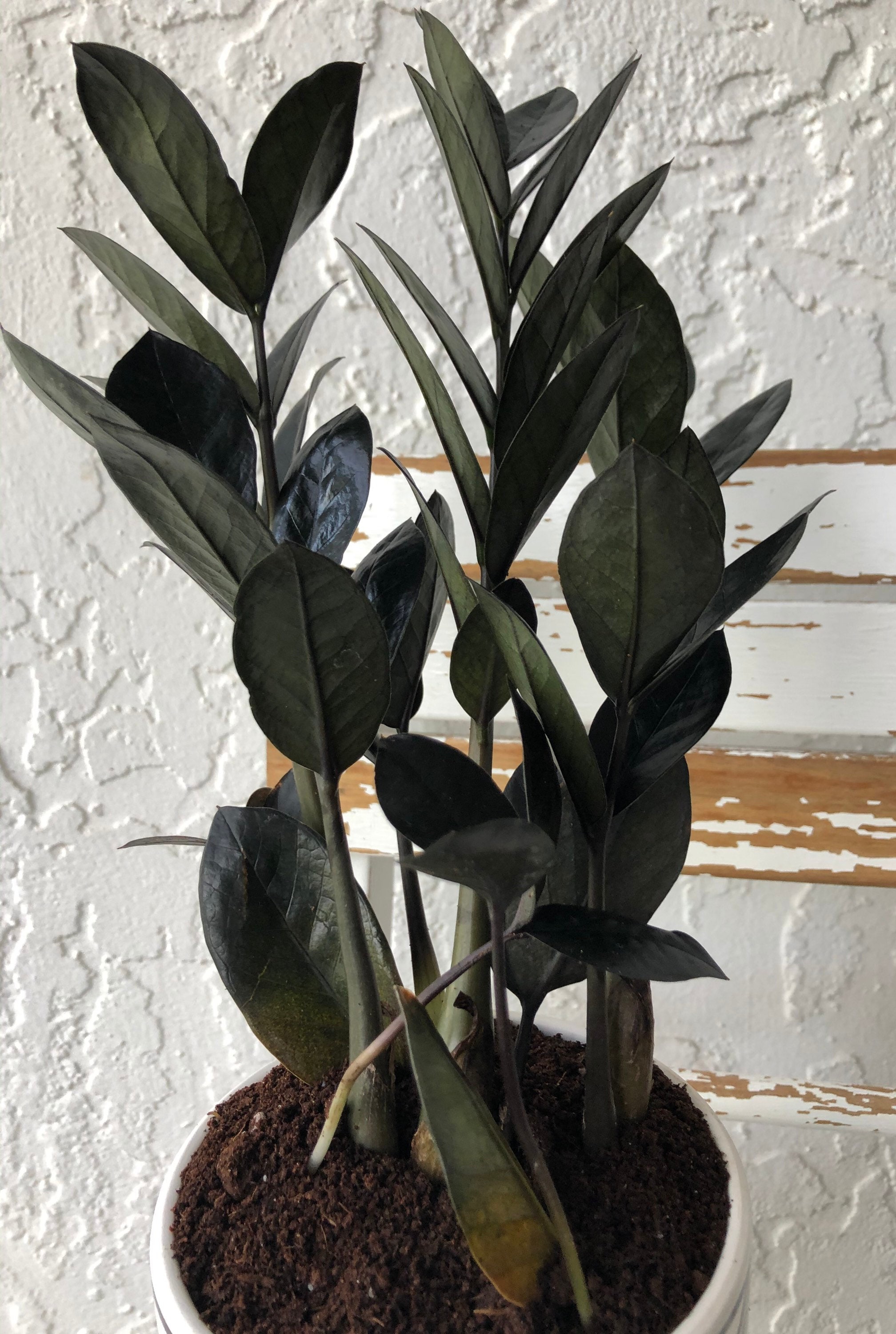 Fresh Black Raven ZZ Zamioculas Zamiifolia Live Houseplant Etsy