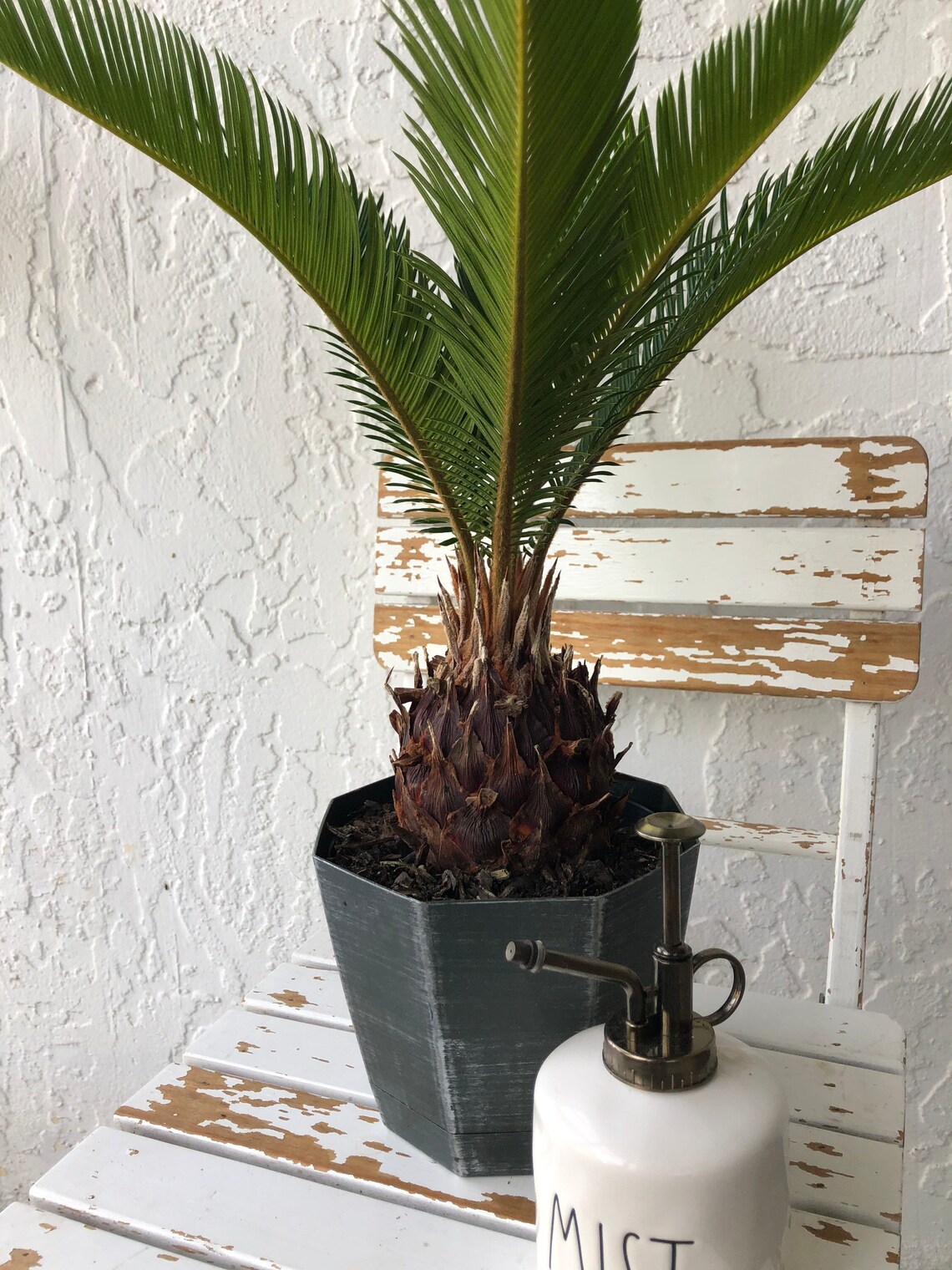 Sago Palm LIVE Houseplant 6 Pot Etsy
