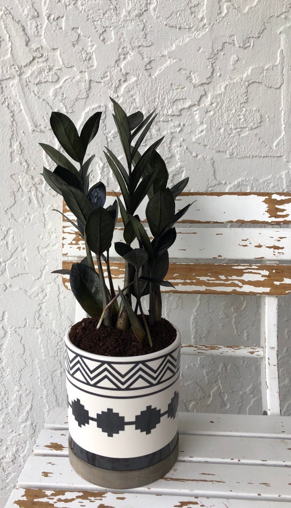 Black Raven ZZ Plant Zamioculcas Zamiifolia LIVE Houseplant Etsy