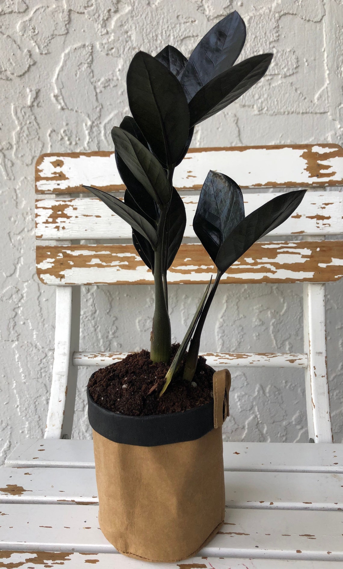 Black Raven ZZ Plant Zamioculcas Zamiifolia LIVE Houseplant Etsy