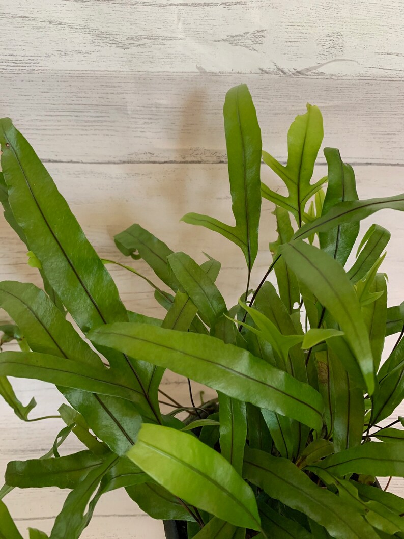 Kangaroo Fern Kangaroo Paw Fern Microsorum Diversifolium in Etsy