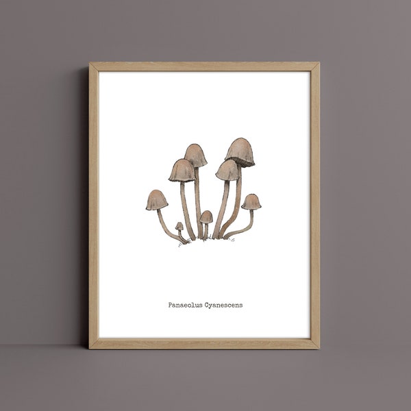 Panaeolus Cyanescens Mushroom Art Print