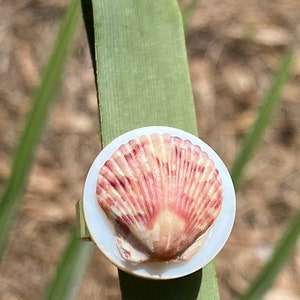 May include: A ring with a natural seashell design. The ring has a white base with a reddish-brown seashell in the centre. The ring is set on a silver band. The background is blurred, with green leaves and brown earth visible.