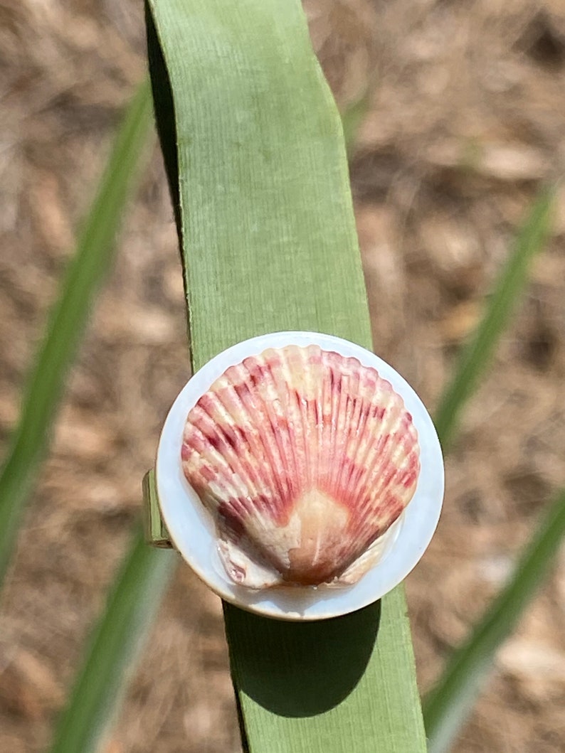 May include: A ring with a natural seashell design. The ring has a white base with a reddish-brown seashell in the centre. The ring is set on a silver band. The background is blurred, with green leaves and brown earth visible.