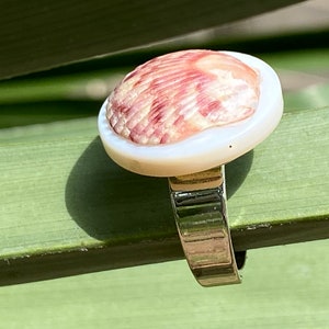 May include: A ring with a natural seashell centerpiece in pink and white tones. The shell sits on a white base, mounted on a silver-coloured band. The ring is shown on a green leaf.