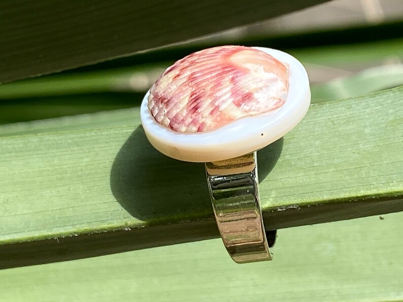 May include: A ring with a natural seashell centerpiece in pink and white tones. The shell sits on a white base, mounted on a silver-coloured band. The ring is shown on a green leaf.