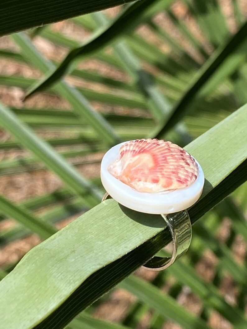 May include: A silver ring with a seashell design. The ring features a white, circular setting holding a small, reddish-brown seashell. The ring is set against a green leaf, with a blurred green background.