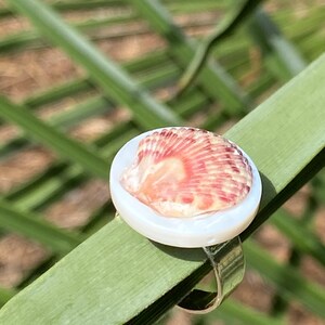 May include: A ring with a small, natural seashell set on a white, circular base. The shell has reddish-brown and cream stripes. The ring band is clear plastic. The ring is displayed on a green leaf, with a blurred green background.