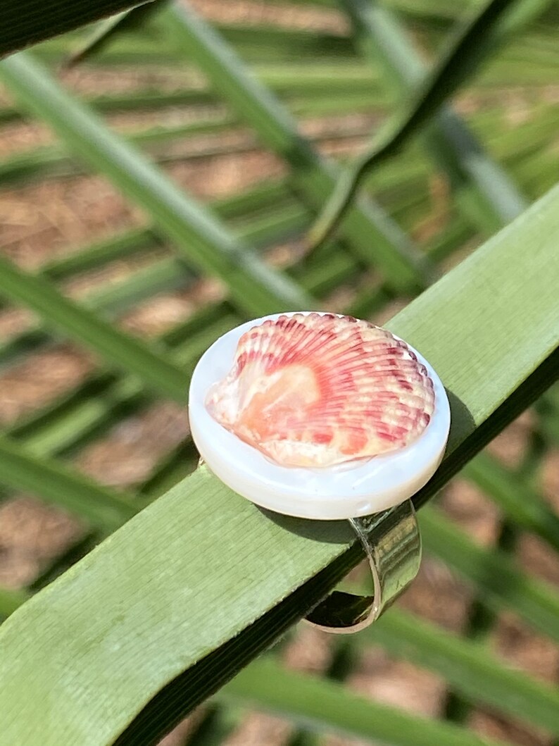 May include: A ring with a small, natural seashell set on a white, circular base. The shell has reddish-brown and cream stripes. The ring band is clear plastic. The ring is displayed on a green leaf, with a blurred green background.