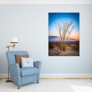 Joshua Tree Nationalpark | Ocotillo | 2021 Kaktus | Wüste | Fotografie