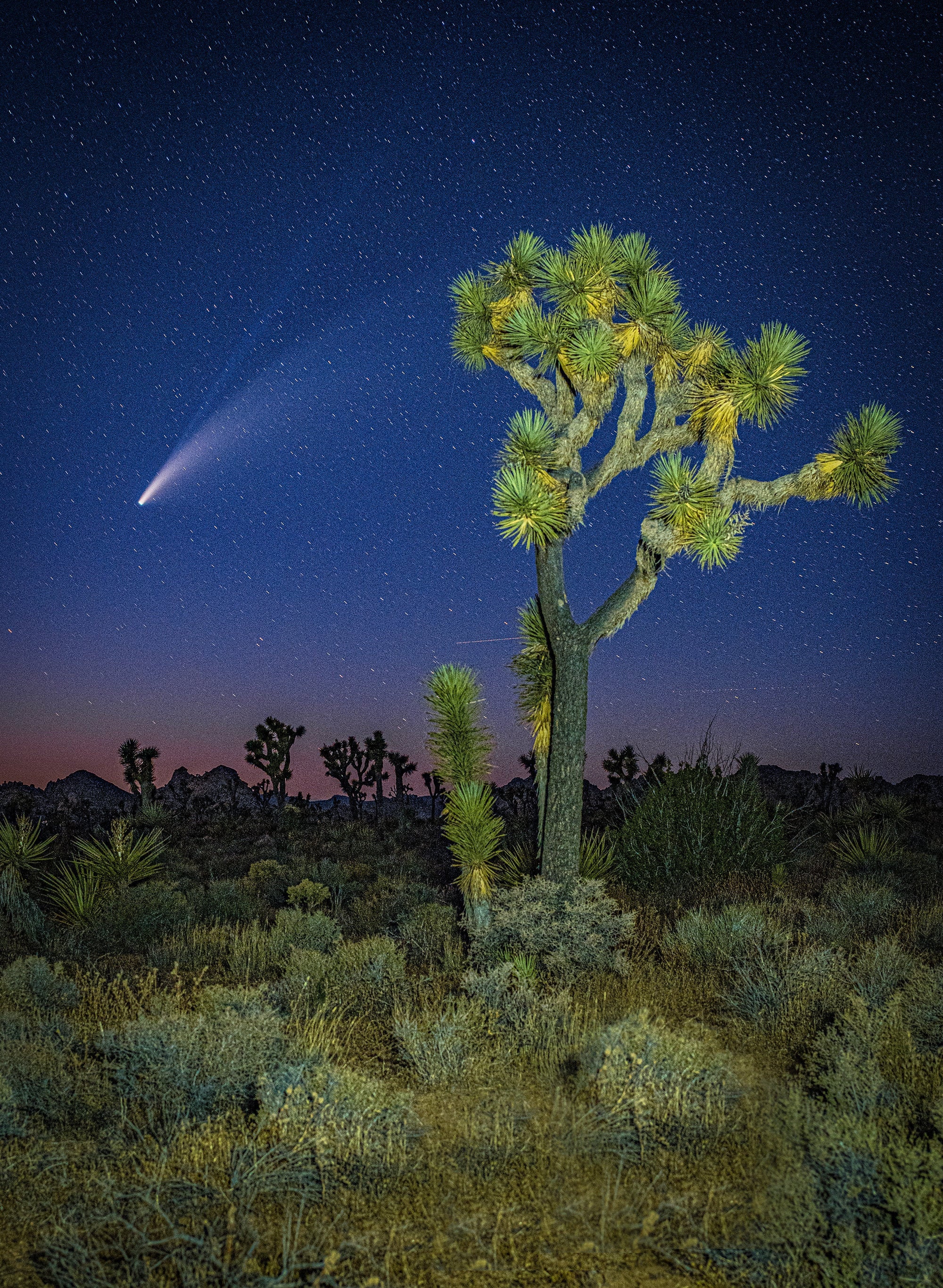 NEOWISE COMET | Joshua Tree National Park | Photography | Art | Prints
