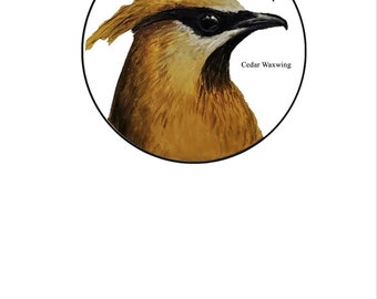 Greeting Card - Cedar Waxwing