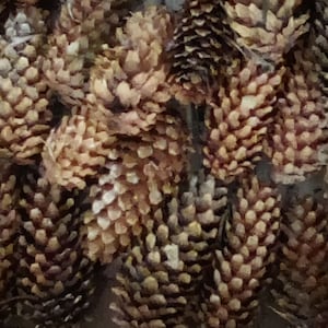 May include: A close-up of a group of brown pine cones. The cones are arranged in a random pattern and are all different sizes. The cones are dry and have a rough texture.