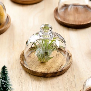 Mini Glass Dome with Base, Wooden Cake Plate with Dome, Cakes Display, Cake Stand