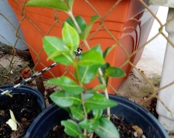 1 Acerola Barbados Cherry Tree Shrub Seedling Plant Tropical Fruit Small Starter 10"-14"  (No Ship to CA, HI)   **Please, read, read**