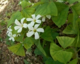 10 Lucky Green Shamrock Oxalis Triangularis Bulbs Corms Clusters Not Plants (No Ship to California, Hawaii) *Please, read*