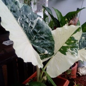 1 Alocasia Variegated Green Off-White Yellowish Young Live Plant Rare Hard Find Elephant Ear No ship to CA, HI Pease read image 6