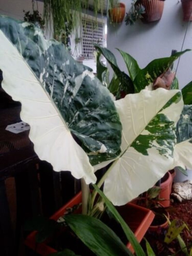 1 Alocasia Variegated Green Off-White Yellowish Young Live Plant Rare Hard Find Elephant Ear No ship to CA, HI Pease read image 6