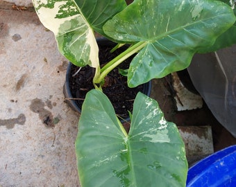 1 Alocasia Variegated Green Off-White Yellowish Young Live Plant Rare Hard Find Elephant Ear (No ship to CA, HI) **Pease read**