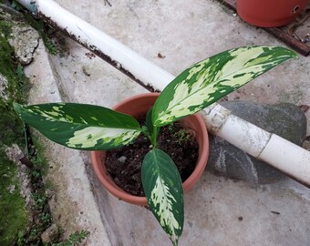 Dumb Cane Dieffenbachia Variegated Plant Green White Rare (NO ship to CA, HI) Air Purifier Hard to Find **Pease read, read**