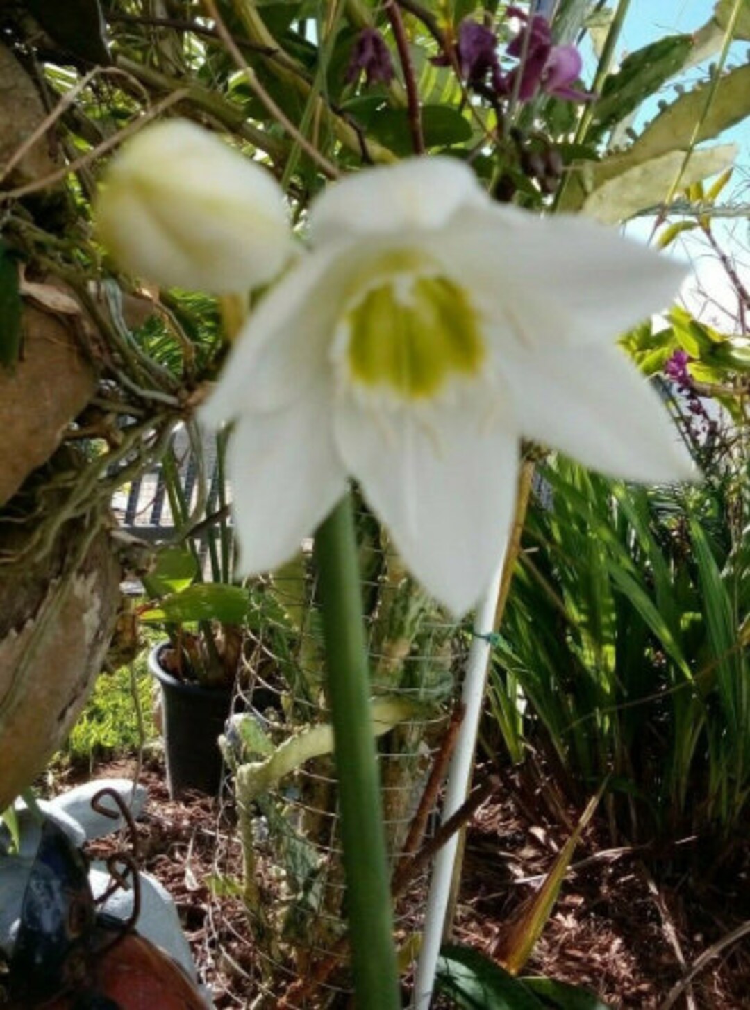 1 Bulb of Eucharis Grandiflora Amazon Lily Plant White Flowers Etsy