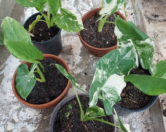 1 Baby Small Alocasia Variegated Green Off-White Yellowish Starter Live Plant Rare Hard Find Elephant Ear (No ship to CA, HI) **Pease read**