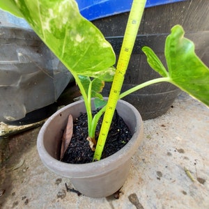 1 Alocasia Variegated Green Off-White Yellowish Young Live Plant Rare Hard Find Elephant Ear No ship to CA, HI Pease read image 2